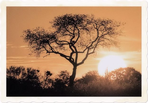 African quotes and aphorisms African quotes and aphorisms