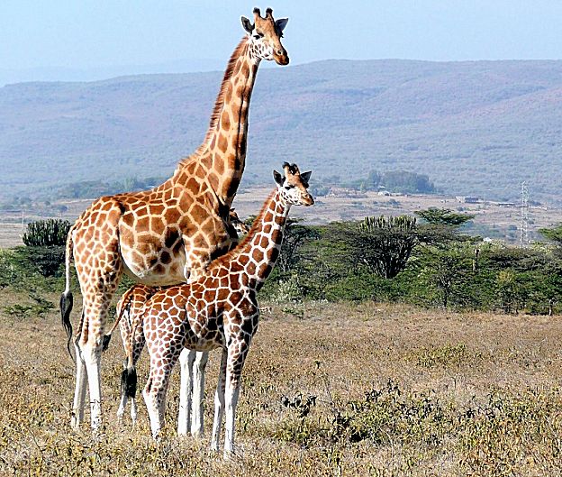 Best African sayings and proverbs