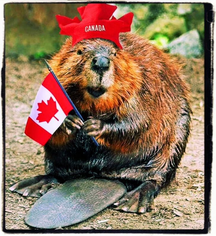 Canadian Beaver