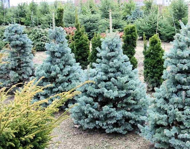 True natural Christmas trees