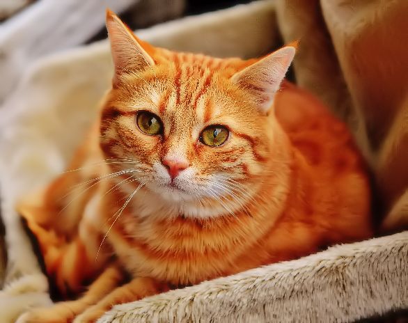 Great sentences on beauty