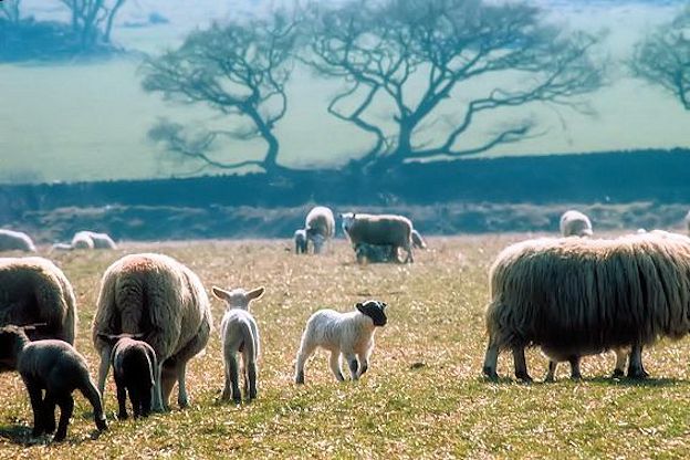 Scotland quotes and proverbs