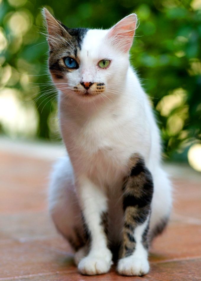 The Ad-dressing of cats T.S. Eliot a poem