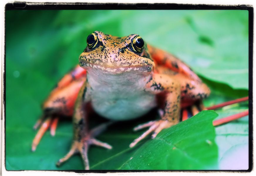 The Deaf Frog short story The Deaf Frog